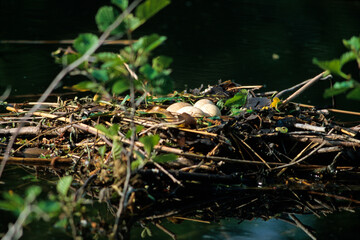 Grèbe huppé, nid, oeuf,.Podiceps cristatus, Great Crested Grebe