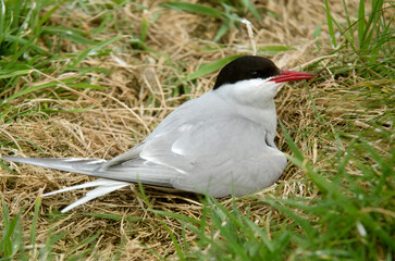 Sterne pierregarin, nid,.Sterna hirundo, Common Tern