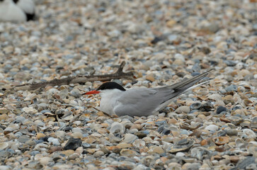 sterne pierregarin, sterna hirundo, au nid