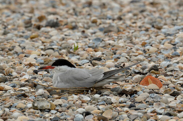 sterne pierregarin, sterna hirundo, au nid