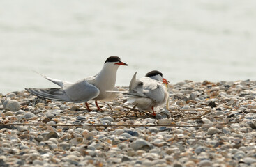 Sterne pierregarin, .Sterna hirundo, Common Tern,