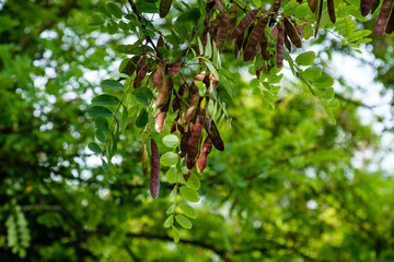 Blätter und Schoten der Robinie (lat.: Robinia pseudoacacia)