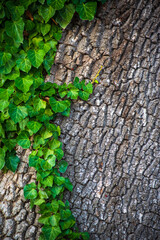 natural background. ivy weaves on the bark of a tree