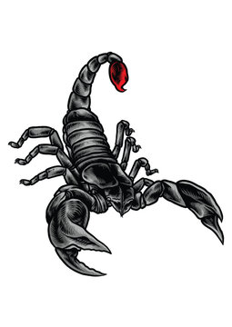 King Of Scorpion Design Vector