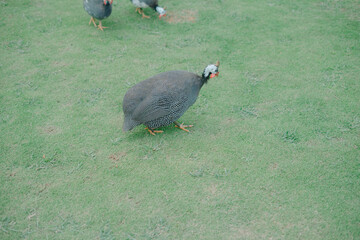 Galeeny Galliney Guineafowl Guinea fowl chicken duck bird feathers flock grass pond lake