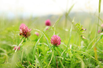 Grass with wild flowers after the rain. Drops of water on the green summer grass, meadow or lawn