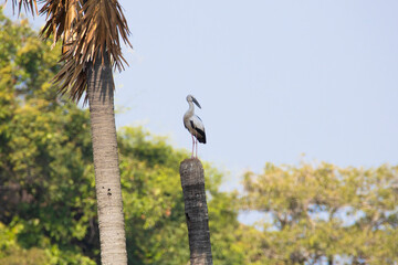 Asian openbill stork perched on a tree