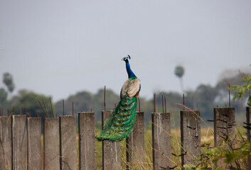 Peacock wandering wild in an openfield