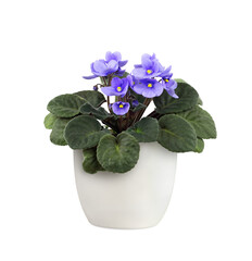 Purple viola flowers in a flowerpot isolated on white or transparent background. Profile view.