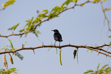 Indian robin bird perched on a twig