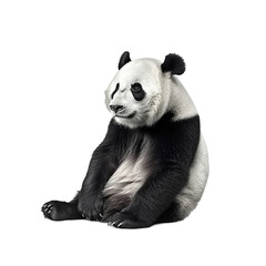 panda bear 