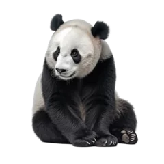 Fotobehang panda bear  © JoseLuis