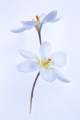 Fototapeta na wymiar Magnolia Blooms