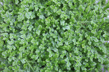 Delicate green fern leaves background