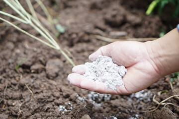Close up gardener hands hold ashes powder to fertilize plants in garden. Concept, organic gardening. Ashes can get rid of insects, pests of plants, improve soil.  