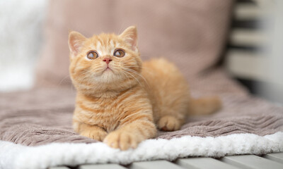 Obraz na płótnie Canvas Luxus Katzen , Britisch Kurzhaar edel Kitten