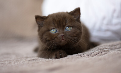 Luxus Katzen , Britisch Kurzhaar edel Kitten