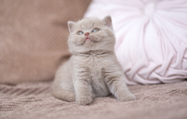 Luxus Katzen , Britisch Kurzhaar edel Kitten