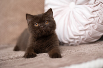 Luxus Katzen , Britisch Kurzhaar edel Kitten