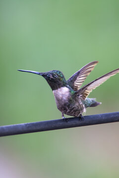 Humming Bird