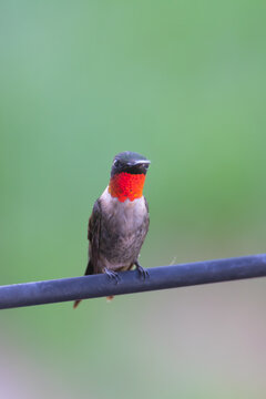 Humming Bird