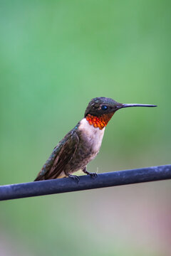 Humming Bird
