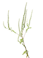 Fresh common Ragweed with seeds (Ambrosia artemisiifolia) isolated on white, clipping path 