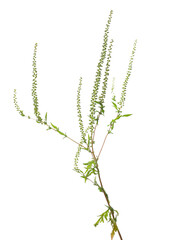 Fototapeta premium Fresh common Ragweed with seeds (Ambrosia artemisiifolia) isolated on white, clipping path 