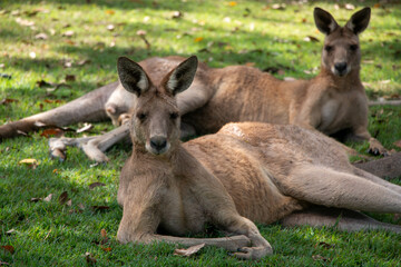 Kangaroos resting in the shade on a hot summer's day in Far North Queensland, Australia