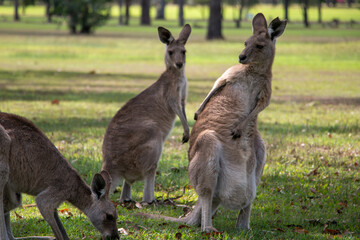Kangaroos in the shade on a hot summer's day in Far North Queensland, Australia