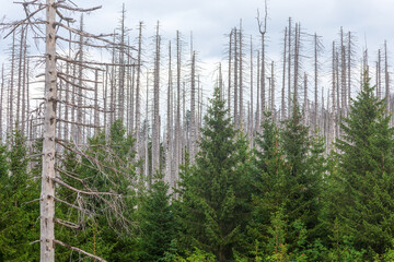 Das durch den Klimawandel bedingte großflächige Waldsterben in Deutschland am Beispiel der Fichtenwälder des Oberharzes.
