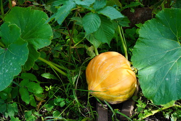 a large yellow pumpkin ripens on a bed among green leaves on a garden plot at the end of summer. The concept of growing eco-friendly food independently
