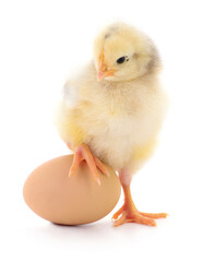 Obraz premium Chicken and egg.