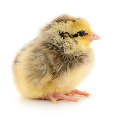 Small yellow chicken