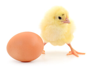 Fototapeta premium Chicken and egg.