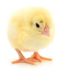 Small yellow chicken