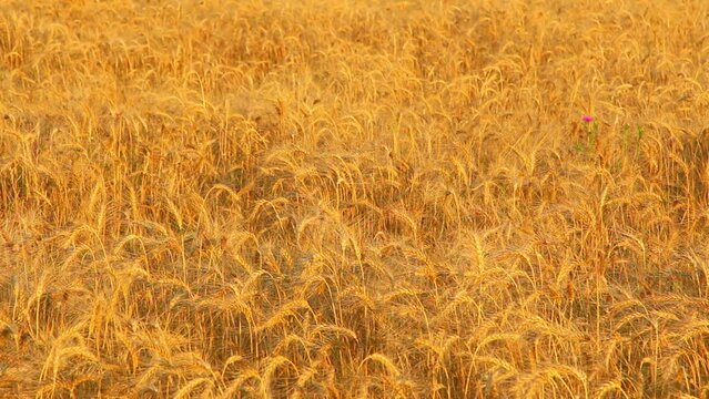 spikelets of wheat in a field