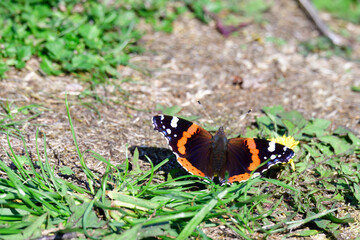 Admiral (Schmetterling) beim Sonnenbad