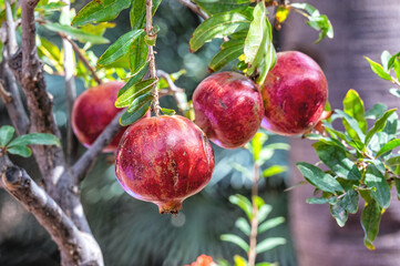 Fruit of wild pomegranate. Morocco