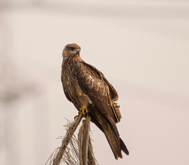 Black kite looks like an golden eagle searching for prey in a farm field outskirts of new Delhi India 