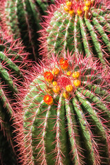 side view on a group of cacti with spikes and flowers,
