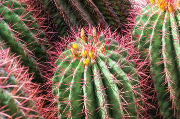 side view on a group of cacti with spikes and flowers,