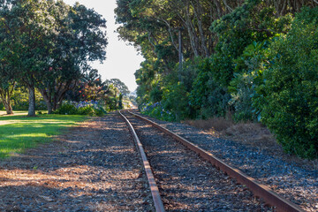 Fototapeta premium Train tracks leading past beautiful Pohutukawa trees near the Coastal Walkway in New Plymouth, New Zealand