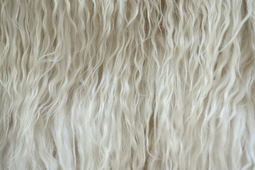 Long white goat hair. Domestic animal in agriculture.