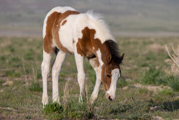 Naklejka na ściany i meble Wild Horse Foal in Springtime in the Utah Desert