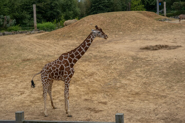 Captive giraffe (“Giraffa”) in an enclosure in Colchester zoo