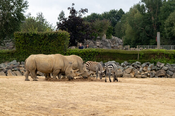 Captive rhinoceroses and zebras feeding in a dusty and sandy enclosure in Colchester zoo