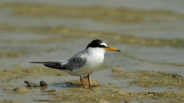 Little tern at Busaiteen coast