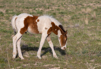 Naklejka na ściany i meble Wild Horse Foal in Springtime in the Utah Desert