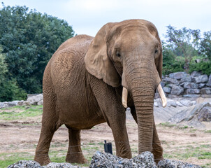 Fototapeta premium Close up of a captive African elephant (“Loxodonta”) in Colchester Zoo